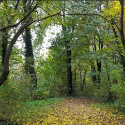 bosco autunno